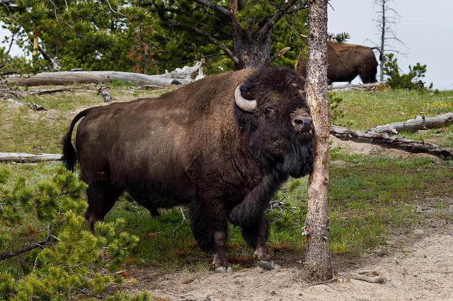 055 Yellowstone NP, Bizon.jpg